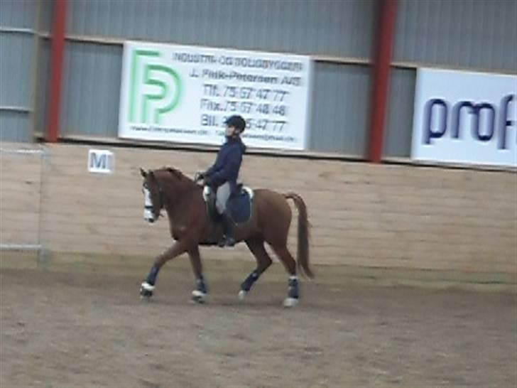 Welsh Pony (sec B)  Molenhorn´S Amaretto B-PONY [Tidl. hest] - 2-dags kursus hos Carina Brunn. Her ses vi i trav Amaretto var rigtig sød. d. 13/2-2010  billede 9