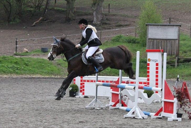 Anden særlig race Indy(solgt) - springer på tprk d.13/2-10 taget af laura  billede 6