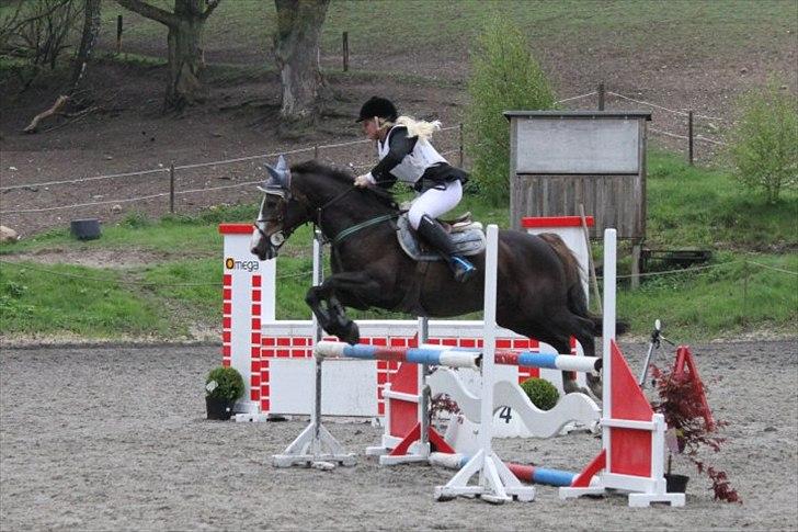 Anden særlig race Indy(solgt) - springer på tprk d.13/2-10 taget af laura billede 7