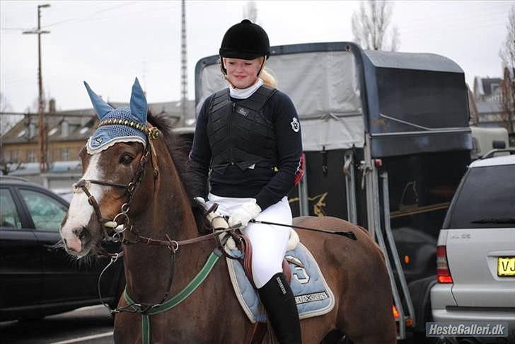 Anden særlig race Indy(solgt) - springer på tprk d.13/2-10 taget af crille billede 8