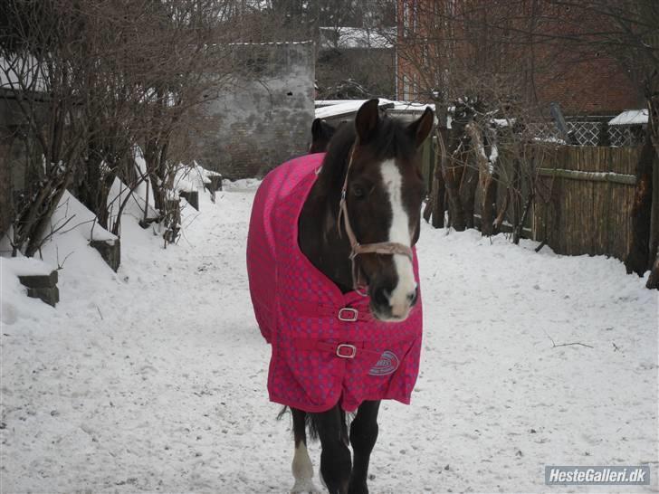 Anden særlig race Indy(solgt) - indy på folde d.13/2-10 taget af laura billede 10