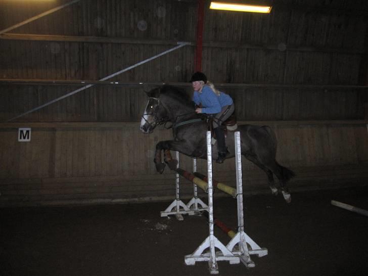 Anden særlig race Indy(solgt) - spriner på tprk d.13/2-10 taget af bibi billede 11