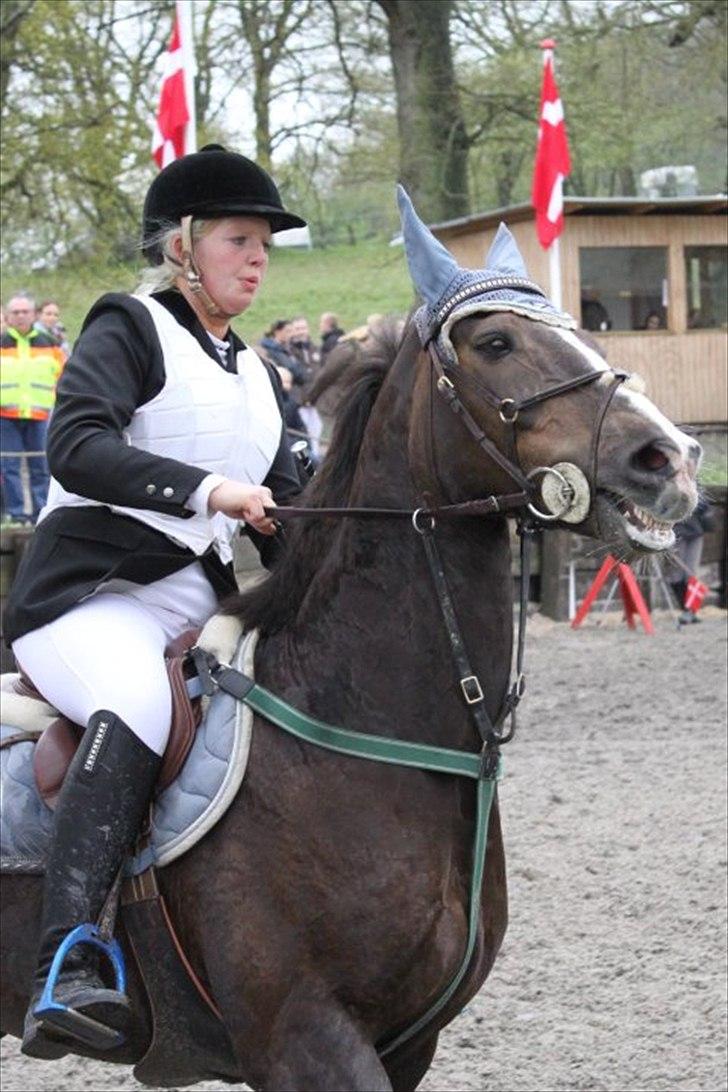 Anden særlig race Indy(solgt) - spriner på tprk d.13/2-10 taget af bibi billede 14