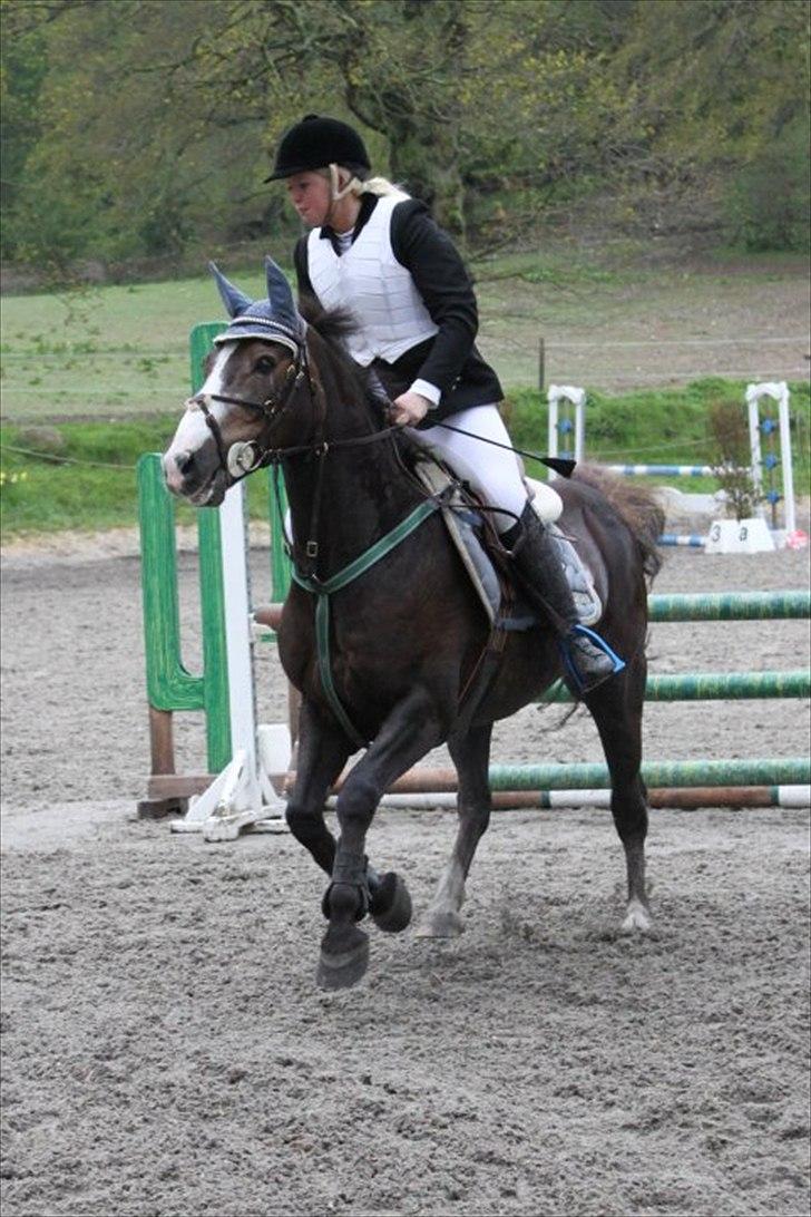 Anden særlig race Indy(solgt) - spriner på tprk d.13/2-10 taget af bibi billede 15
