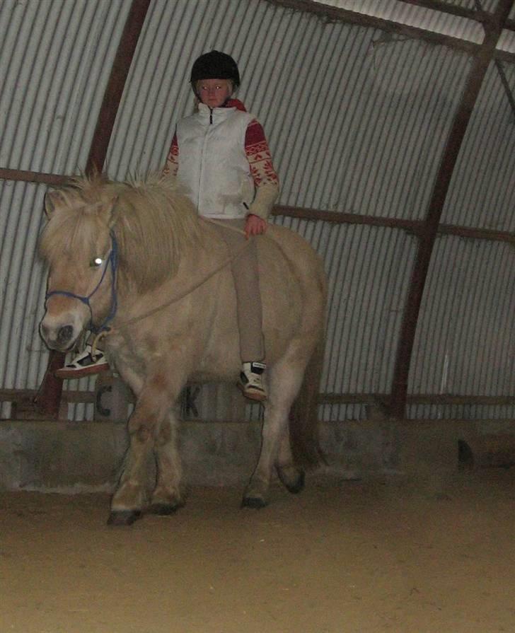 Fjordhest Claus :D - 17)  NYT! lidt ridning ;) billede 17