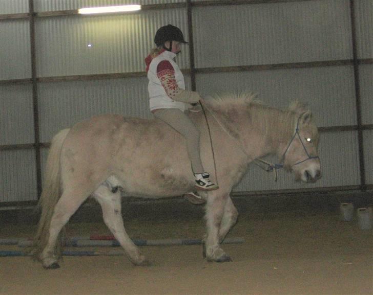 Fjordhest Claus :D - 18) NYT ! :D billede 18