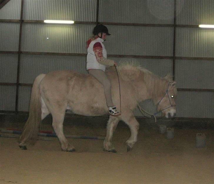 Fjordhest Claus :D - 20) NYT! <3 billede 20