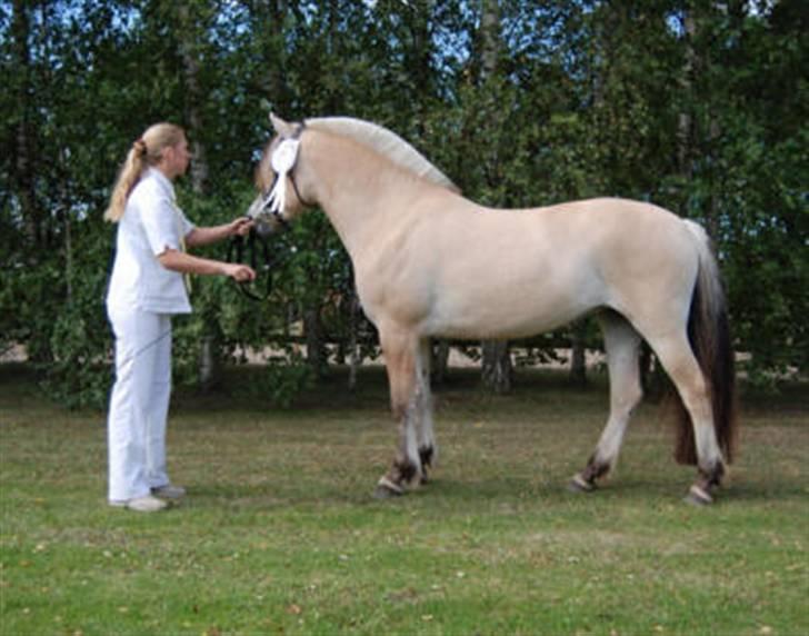Fjordhest Østerskovs Eliza billede 7