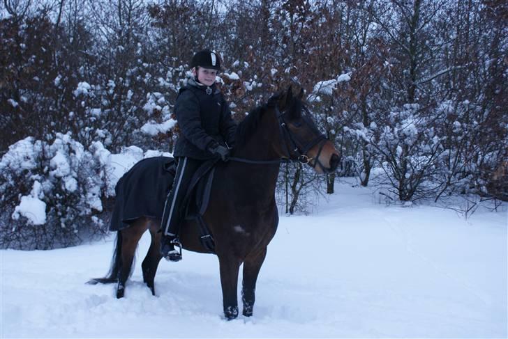 DSP Nørlunds Al Pacino - Min første ridetur i sne på Al pacino billede 3
