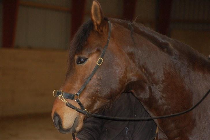 Anden særlig race Ferdinan billede 6