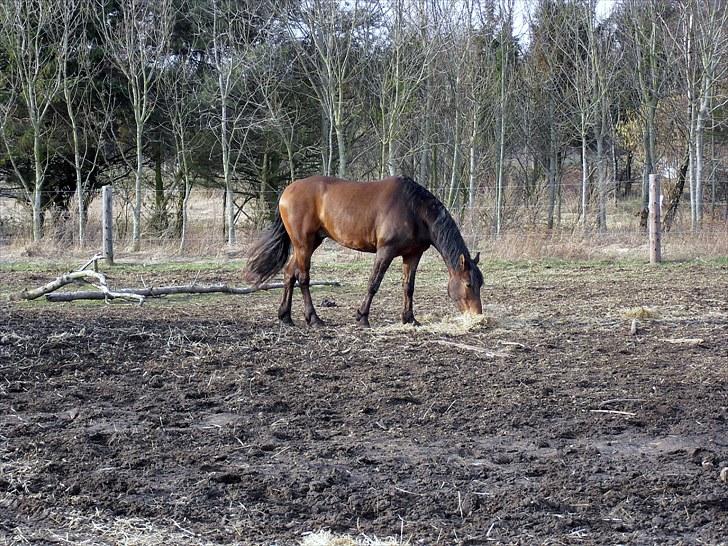 Anden særlig race Ferdinan - Så smuk som man kan være. (Paradisgården) billede 7