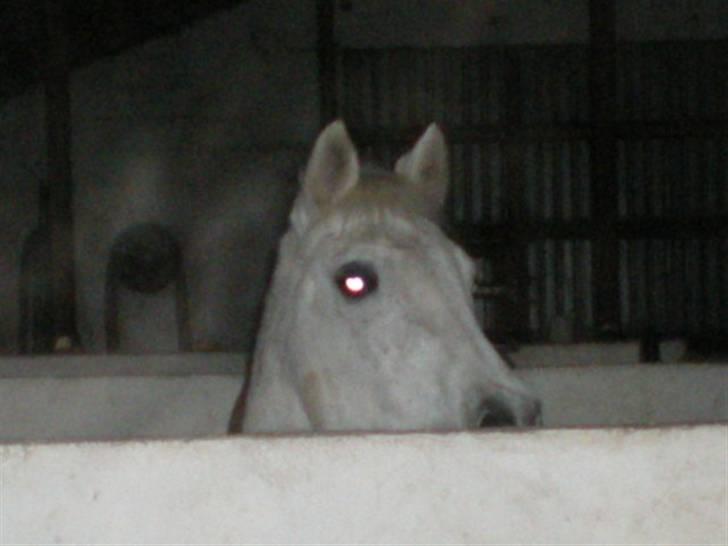 Anden særlig race Line billede 7