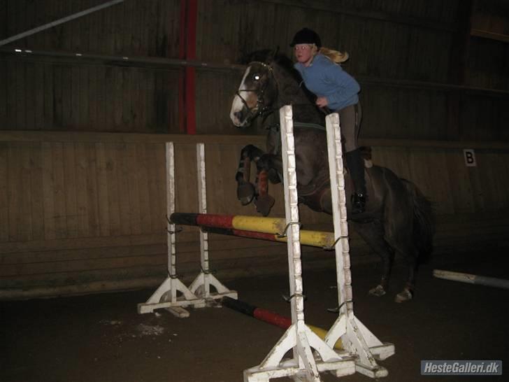 Anden særlig race Indy(solgt) - springer på tprk d.13/2-10 taget af crille billede 18
