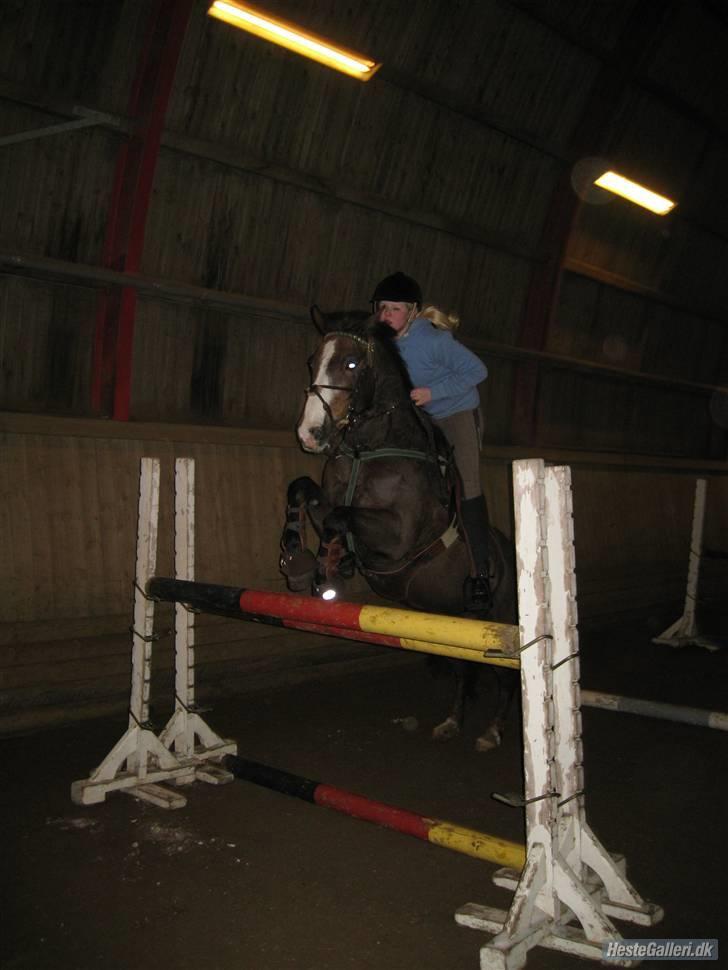 Anden særlig race Indy(solgt) - springer på tprk d.13/2-10 taget af crille billede 19