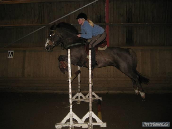 Anden særlig race Indy(solgt) - springer på tprk d.13/2-10 taget af crille billede 20