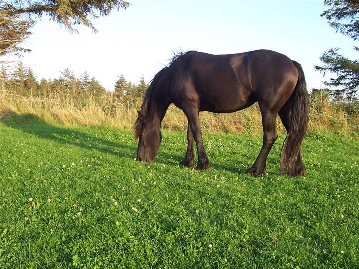 Frieser Dieke B - August 2009 billede 2