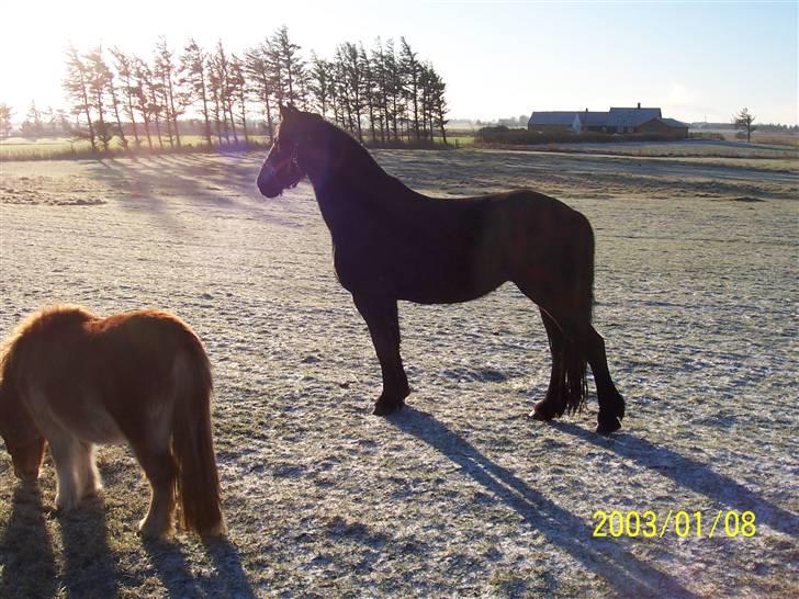 Frieser Dieke B billede 3