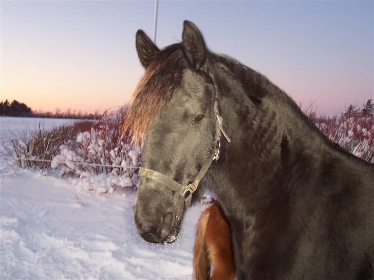 Frieser Dieke B - Januar 2010 billede 4