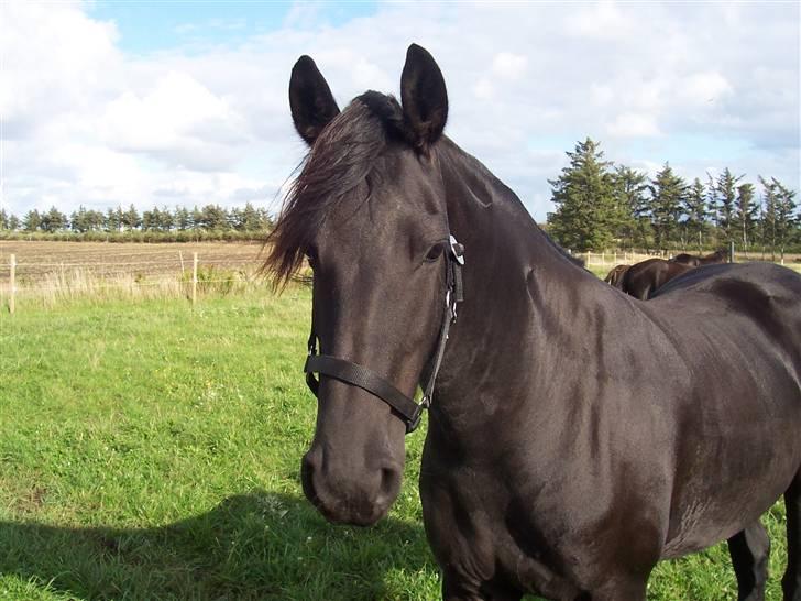 Frieser Dieke B billede 5