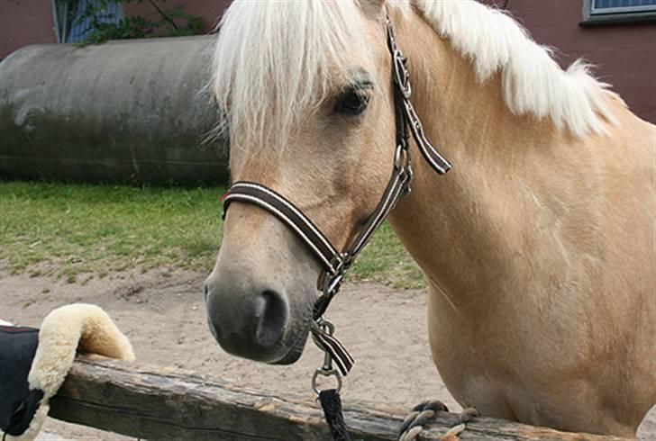 Hollandsk Sportspony Epol Star *Solgt* R.I.P billede 14