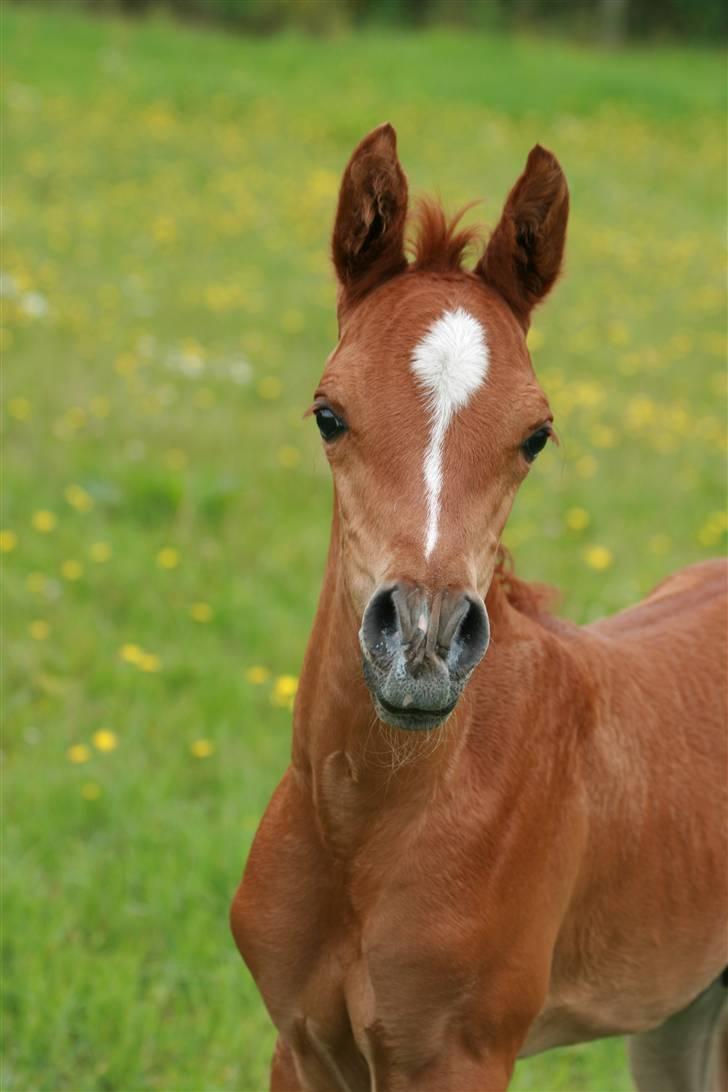 Arabisk fuldblod (OX) Fadjar billede 1