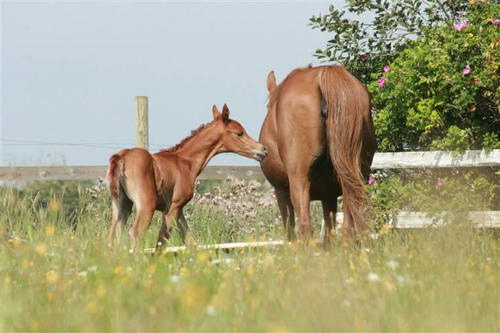 Arabisk fuldblod (OX) Fadjar billede 2