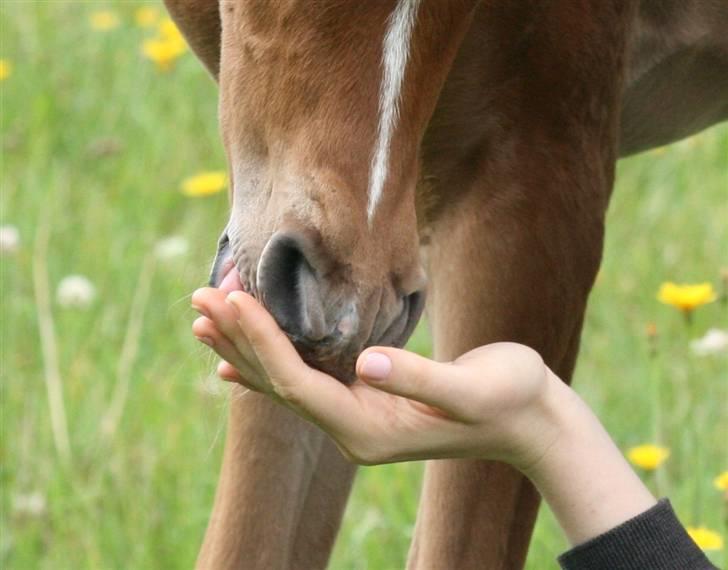 Arabisk fuldblod (OX) Fadjar billede 3