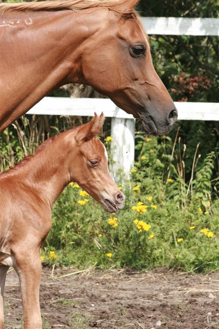 Arabisk fuldblod (OX) Fadjar billede 4