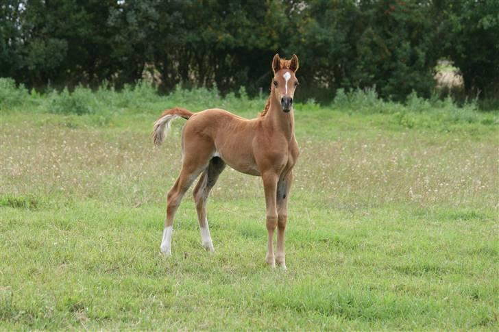 Arabisk fuldblod (OX) Fadjar billede 5