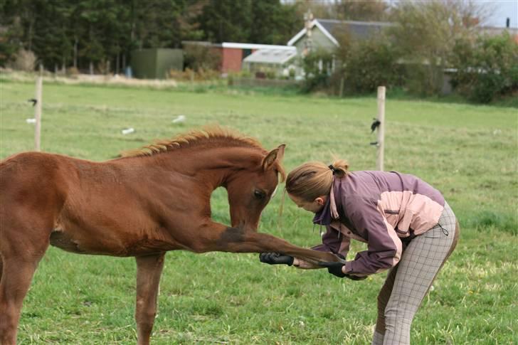 Arabisk fuldblod (OX) Fadjar billede 6