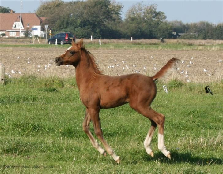 Arabisk fuldblod (OX) Fadjar billede 7