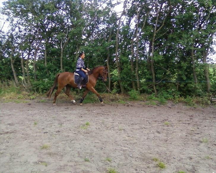 Anden særlig race Quinton - Træning 230610, rytter Camilla billede 2