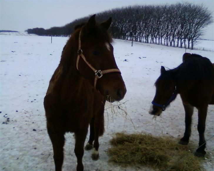 Anden særlig race Quinton - Kigger på de mærkelige hvide huse med de små kalve der laver sjove lyde billede 3