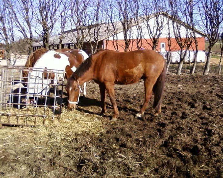 Anden særlig race Quinton - 10/4-10 billede 4