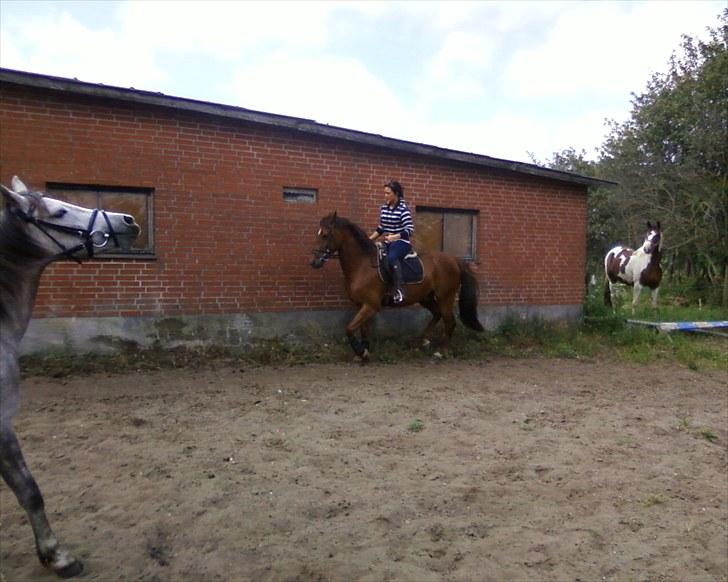 Anden særlig race Quinton - Træning 230610, rytter Camilla. Isabella ser skole TV ovre fra hjørnet billede 5