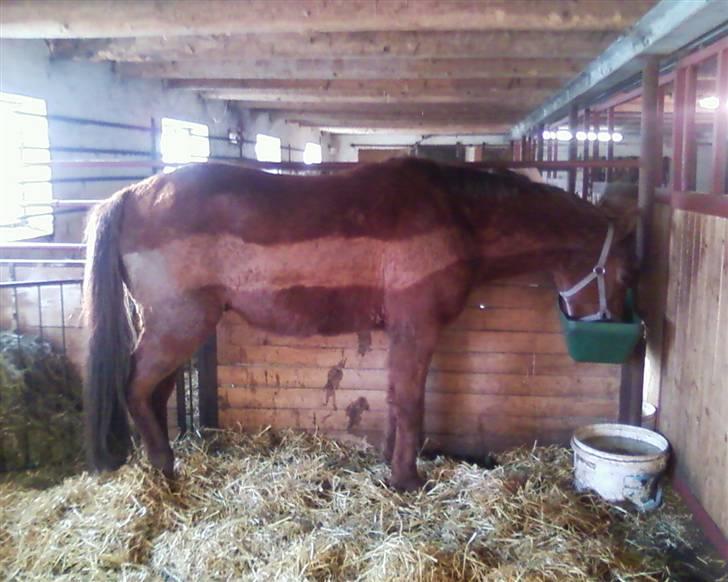 Anden særlig race Quinton - 23/3-10 I sin boks og spise sin aftensmad billede 6