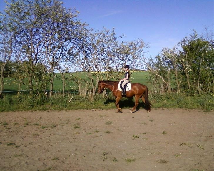 Anden særlig race Quinton - 23/5-10 Sarah skridter Quinton af billede 7