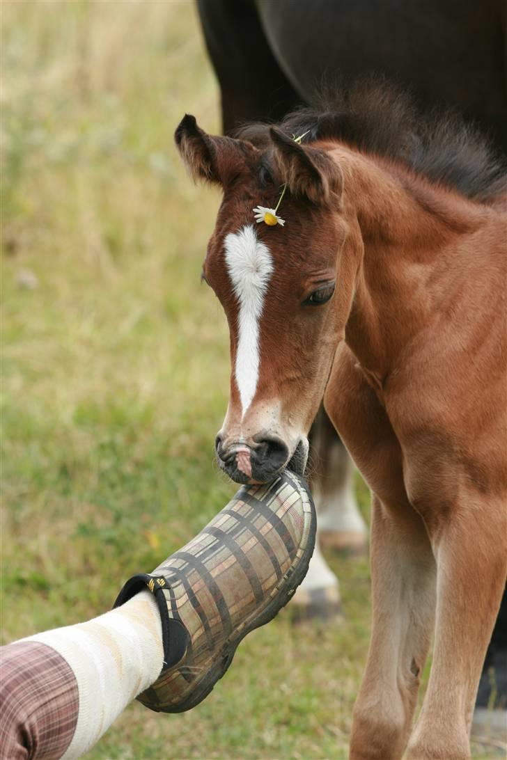 Arabisk fuldblod (OX) Kubaht  billede 1