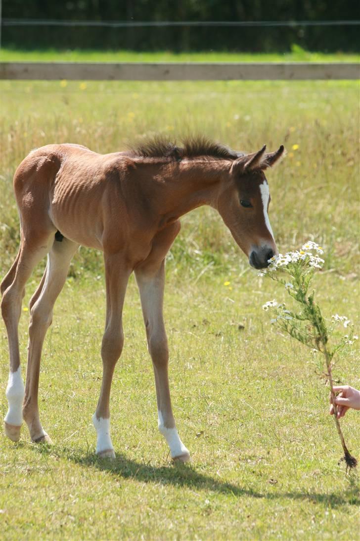 Arabisk fuldblod (OX) Kubaht  billede 2
