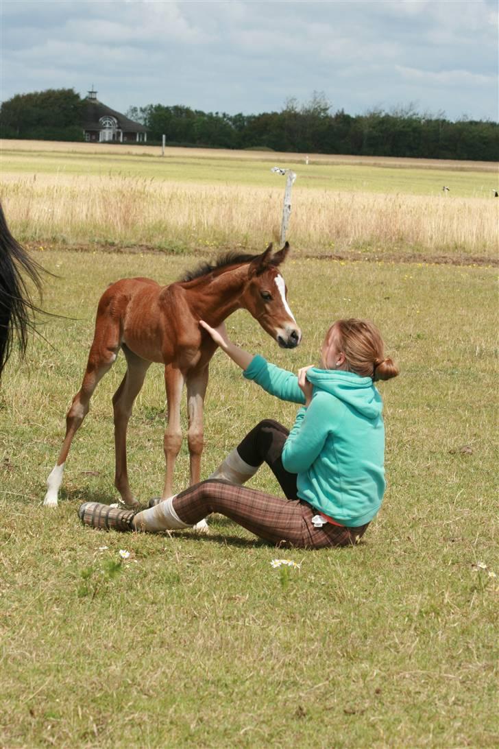 Arabisk fuldblod (OX) Kubaht  billede 3