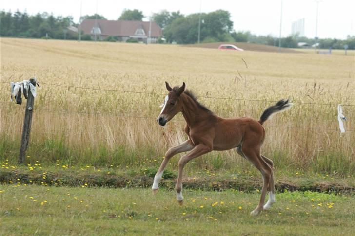 Arabisk fuldblod (OX) Kubaht  billede 4
