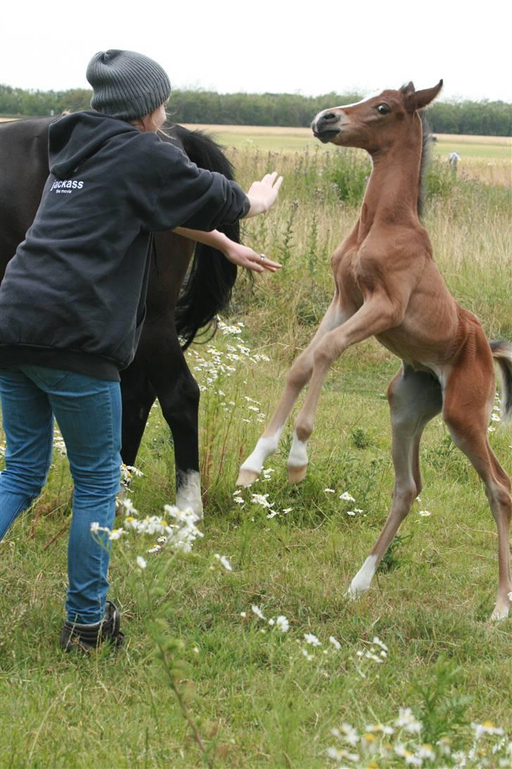 Arabisk fuldblod (OX) Kubaht  billede 5