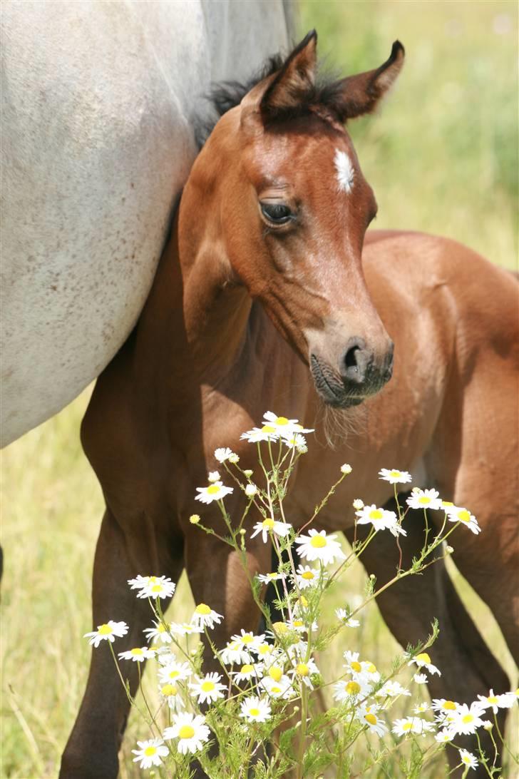 Arabisk fuldblod (OX) Aleifah billede 1