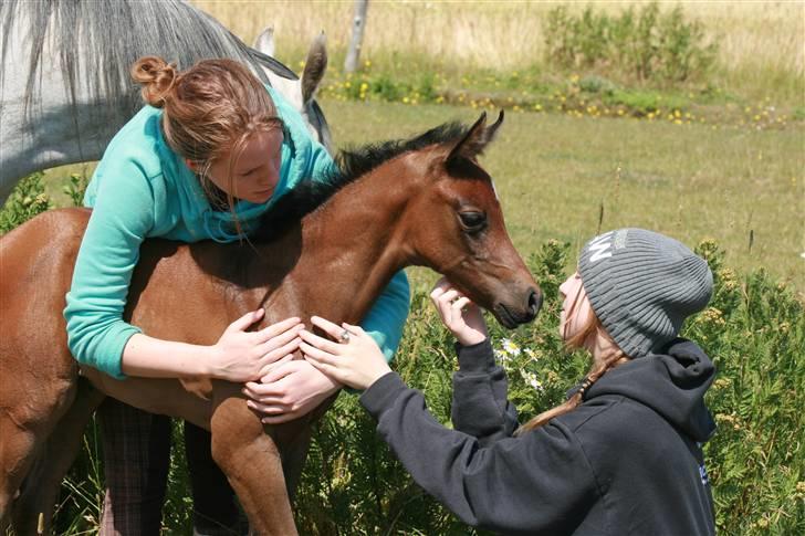 Arabisk fuldblod (OX) Aleifah billede 2