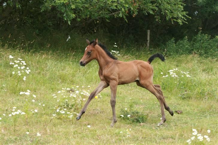 Arabisk fuldblod (OX) Aleifah billede 3