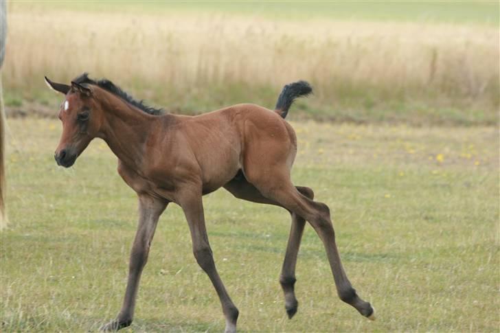 Arabisk fuldblod (OX) Aleifah billede 4