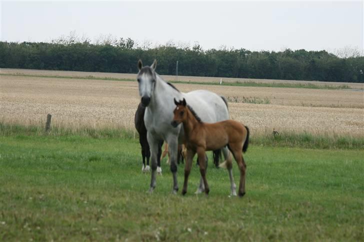 Arabisk fuldblod (OX) Aleifah billede 5