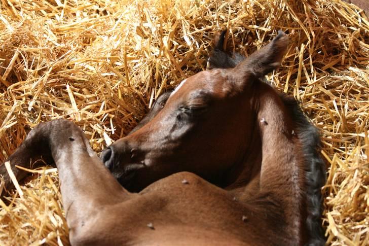 Arabisk fuldblod (OX) Aleifah billede 6