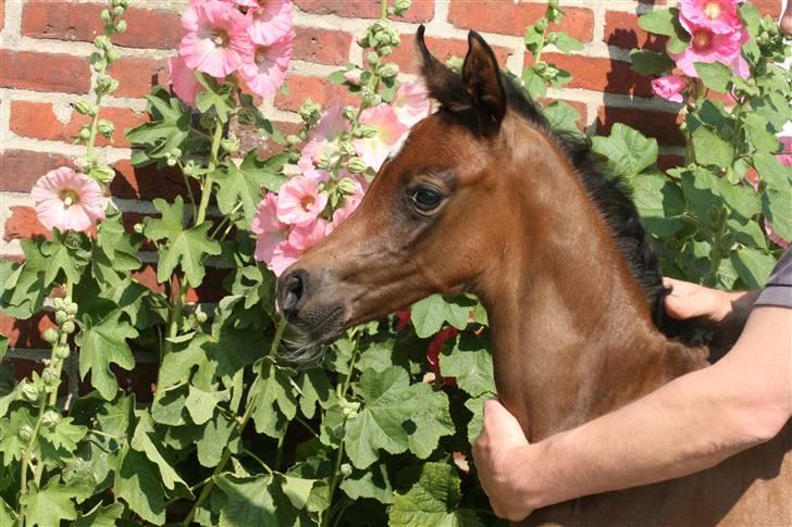 Arabisk fuldblod (OX) Aleifah billede 7