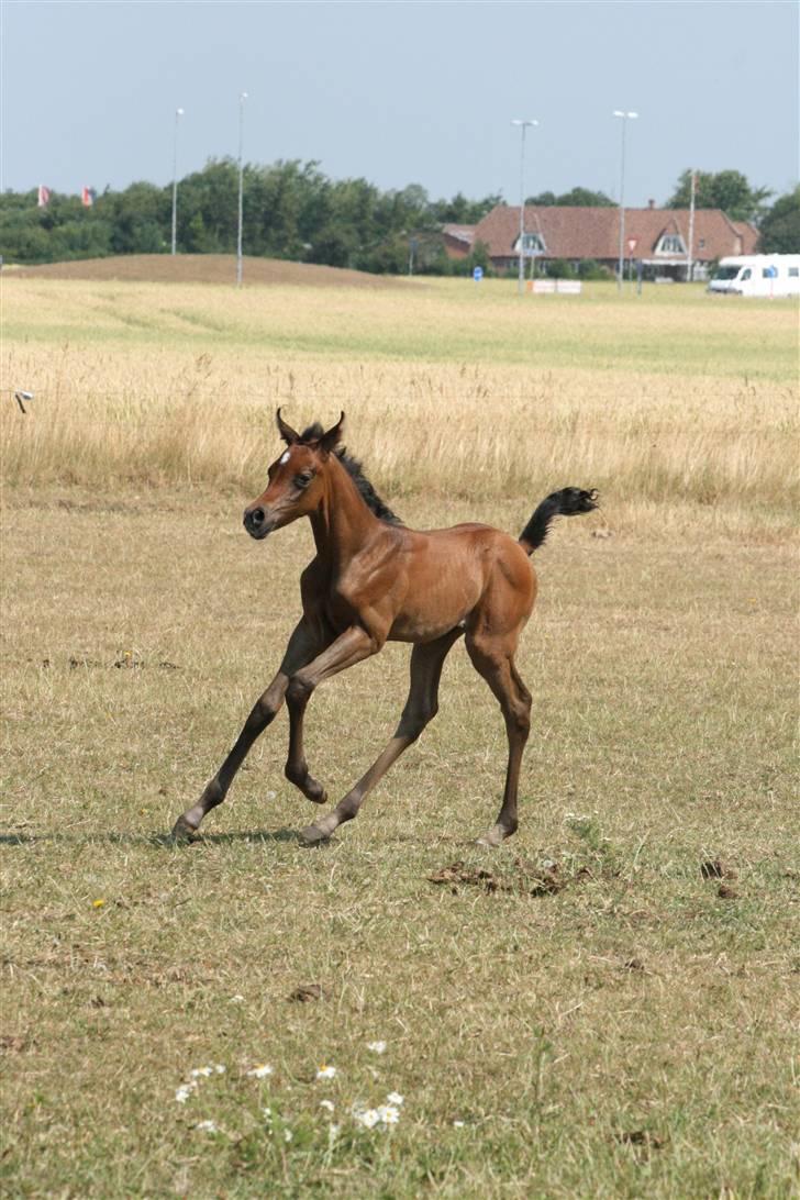 Arabisk fuldblod (OX) Aleifah billede 8